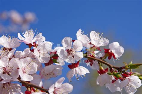 杏樹季節|杏花是哪個季節？